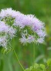 Einzelbild 1 Akeleiblättrige Wiesenraute - Thalictrum aquilegiifolium