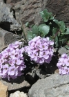 Einzelbild 4 Rundblättriges Täschelkraut - Thlaspi rotundifolium