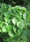 Einzelbild 4 Winter-Linde - Tilia cordata