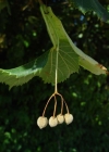 Einzelbild 3 Sommer-Linde - Tilia platyphyllos