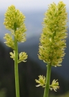 Einzelbild 2 Kelch-Simsenlilie - Tofieldia calyculata