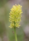 Einzelbild 3 Kelch-Simsenlilie - Tofieldia calyculata