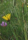 Einzelbild 3 Wiesen-Bocksbart - Tragopogon pratensis