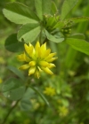 Einzelbild 3 Zweifelhafter Klee - Trifolium dubium