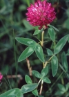 Einzelbild 4 Mittlerer Klee - Trifolium medium