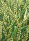 Einzelbild 1 Saat-Weizen - Triticum aestivum