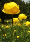 Einzelbild 1 Europäische Trollblume - Trollius europaeus