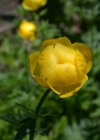 Einzelbild 3 Europäische Trollblume - Trollius europaeus