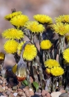 Einzelbild 3 Huflattich - Tussilago farfara