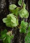 Einzelbild 4 Berg-Ulme - Ulmus glabra