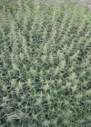 Einzelbild 4 Grosse Brennnessel - Urtica dioica