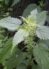 Einzelbild 1 Grosse Brennnessel - Urtica dioica