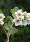 Einzelbild 3 Preiselbeere - Vaccinium vitis-idaea