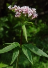 Einzelbild 1 Dreiblatt-Baldrian - Valeriana tripteris