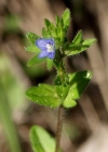 Einzelbild 1 Feld-Ehrenpreis - Veronica arvensis