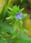 Einzelbild 2 Feld-Ehrenpreis - Veronica arvensis