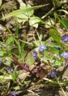 Einzelbild 4 Bachbungen-Ehrenpreis - Veronica beccabunga