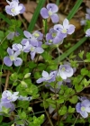 Einzelbild 2 Faden-Ehrenpreis - Veronica filiformis