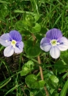 Einzelbild 4 Faden-Ehrenpreis - Veronica filiformis