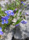 Einzelbild 1 Felsen-Ehrenpreis - Veronica fruticans