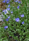 Einzelbild 4 Felsen-Ehrenpreis - Veronica fruticans