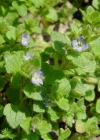 Einzelbild 1 Efeu-Ehrenpreis - Veronica hederifolia