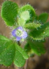 Einzelbild 3 Efeu-Ehrenpreis - Veronica hederifolia