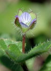 Einzelbild 4 Efeu-Ehrenpreis - Veronica hederifolia