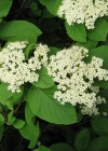 Einzelbild 1 Wolliger Schneeball - Viburnum lantana