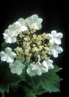 Einzelbild 4 Gemeiner Schneeball - Viburnum opulus