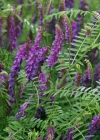 Einzelbild 4 Vogel-Wicke - Vicia cracca