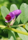 Einzelbild 1 Futter-Wicke - Vicia sativa