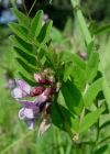 Einzelbild 3 Zaun-Wicke - Vicia sepium