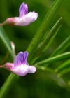 Einzelbild 1 Viersamige Wicke - Vicia tetrasperma