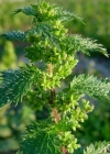 Einzelbild 1 Kleine Brennnessel - Urtica urens