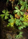 Einzelbild 4 Schneetälchen-Frauenmantel - Alchemilla pentaphyllea
