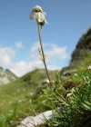 Einzelbild 2 Schwarze Schafgarbe - Achillea atrata