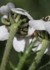 Einzelbild 3 Schwarze Schafgarbe - Achillea atrata