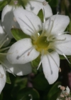 Einzelbild 3 Zweiblütiges Sandkraut - Arenaria biflora