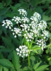 Einzelbild 4 Geissfuss - Aegopodium podagraria