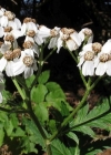 Einzelbild 3 Grossblättrige Schafgarbe - Achillea macrophylla
