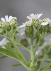 Einzelbild 4 Grossblättrige Schafgarbe - Achillea macrophylla