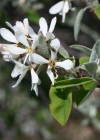 Einzelbild 4 Felsenmispel - Amelanchier ovalis