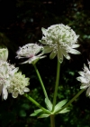 Einzelbild 3 Grosse Sterndolde - Astrantia major