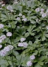 Einzelbild 4 Grosse Sterndolde - Astrantia major