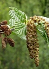 Einzelbild 3 Grün-Erle - Alnus viridis