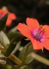 Einzelbild 4 Acker-Gauchheil - Anagallis arvensis