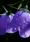 Einzelbild 3 Rautenblättrige Glockenblume - Campanula rhomboidalis