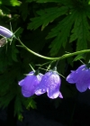 Einzelbild 4 Rautenblättrige Glockenblume - Campanula rhomboidalis