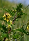 Einzelbild 3 Alpenlinse - Astragalus penduliflorus